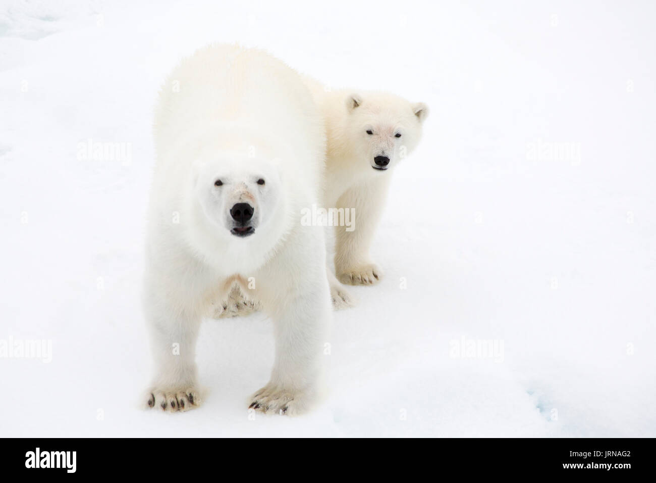 A mother polar bear with her cub on the arctic sea ice in Svalbard ...