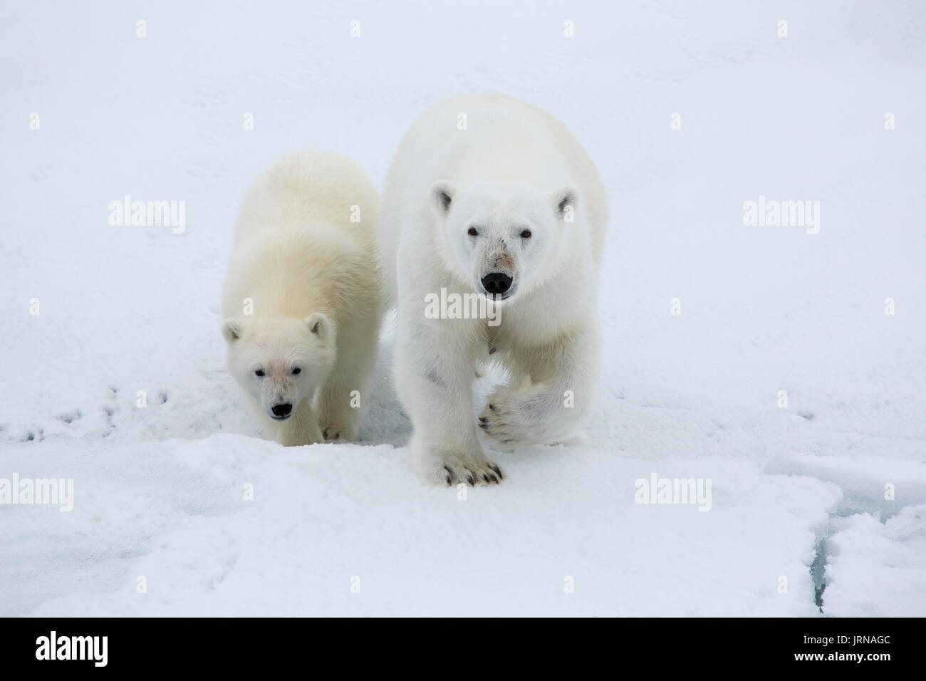A mother polar bear with her cub on the arctic sea ice in Svalbard ...