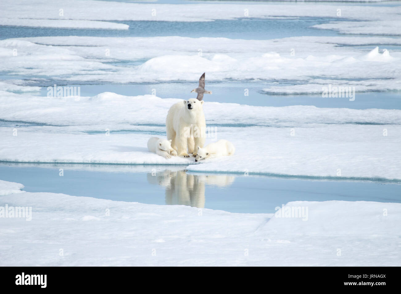 A mother polar bear with her two cubs in the arctic sea ice Stock Photo ...
