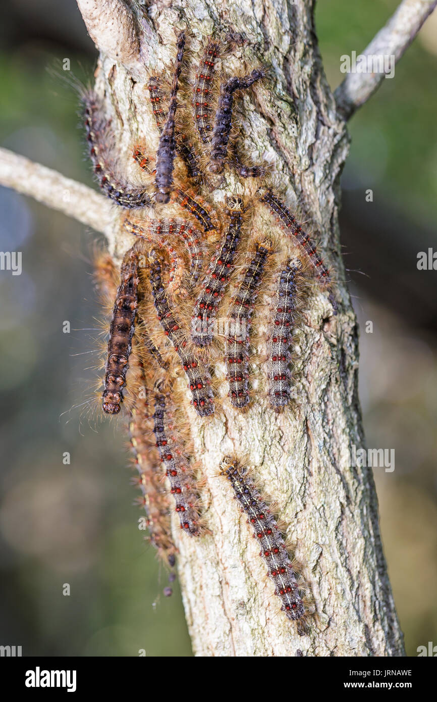 Large hoard of gypsy moth caterpillar infesting a oak tree limb. Stock Photo