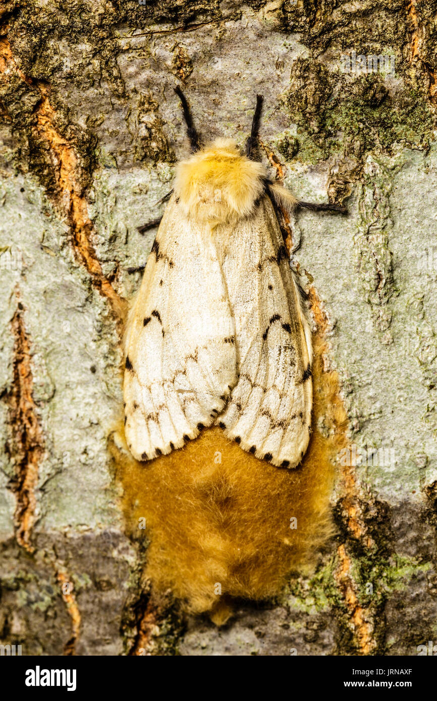 Gypsy shop moth nest
