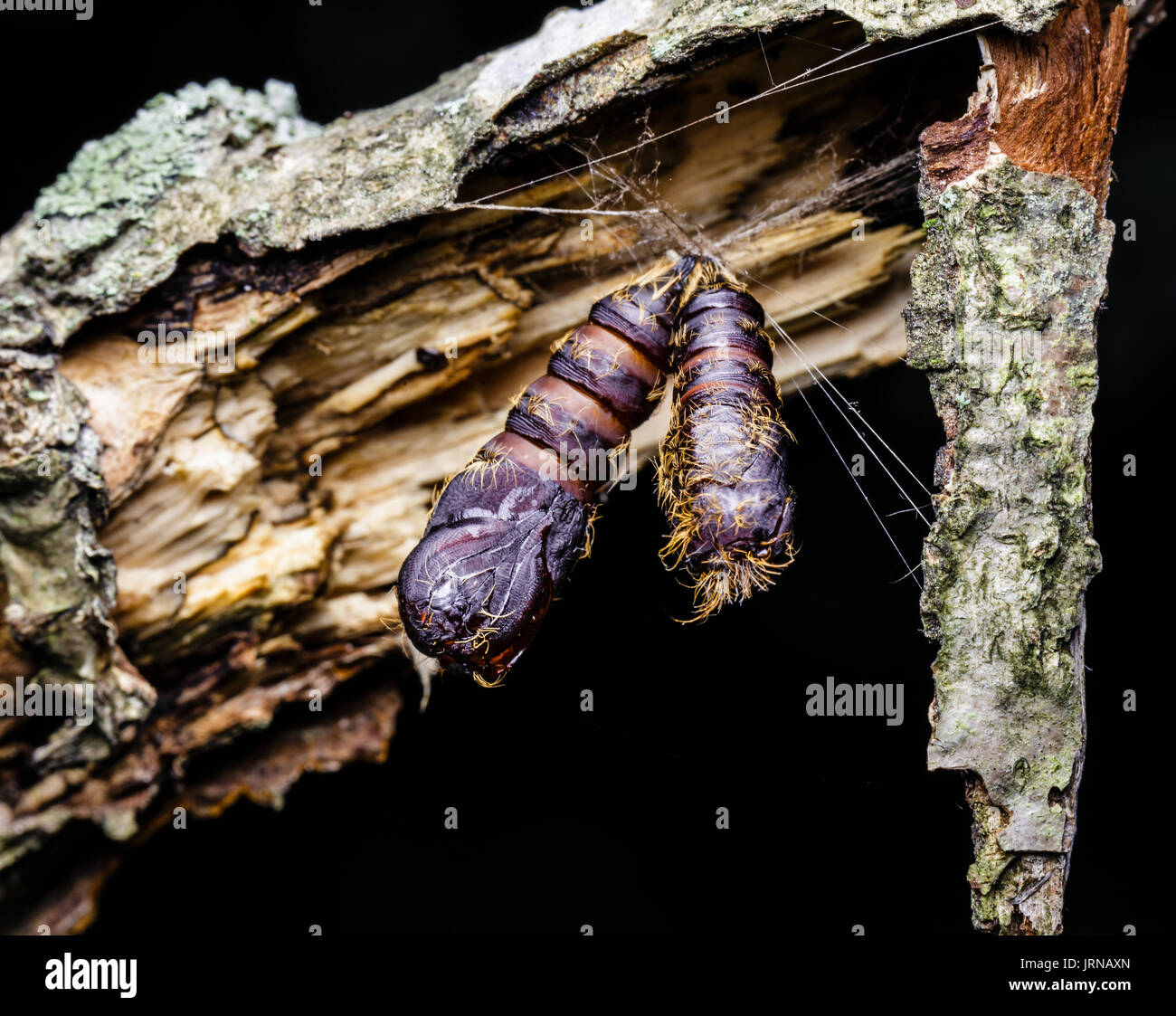 Gypsy moth caterpillar cocoons hanging from a tree limp that they have infested. Stock Photo