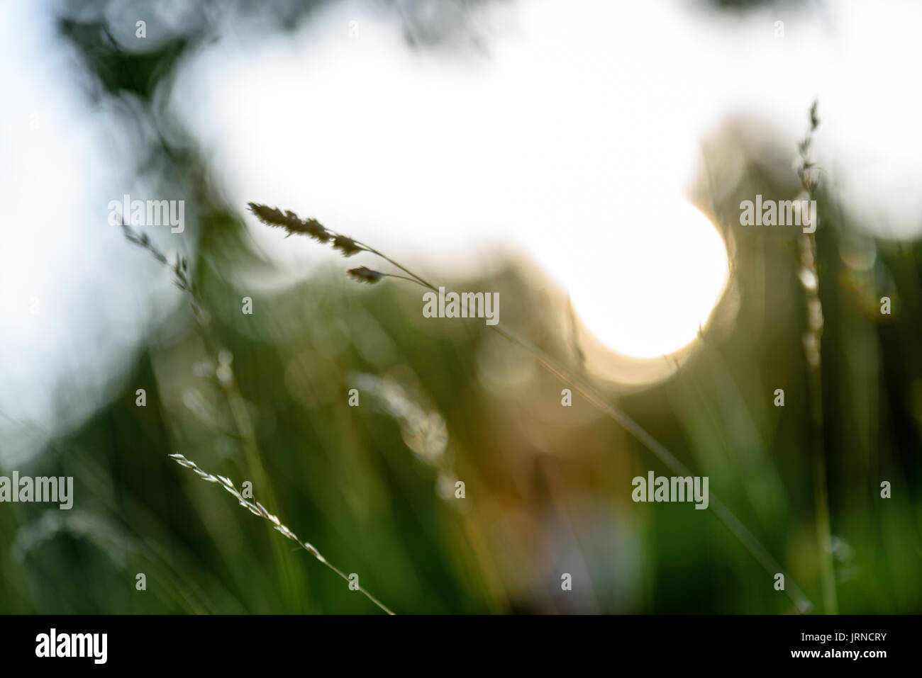 abstract lush of summer flowers and bents in evening sun with blur ...