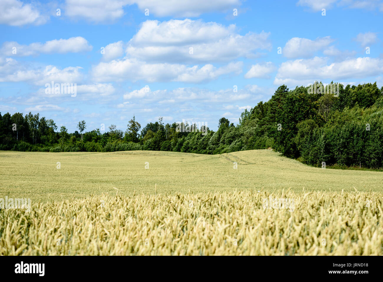 Summer Landscape with Wheat Field and Clouds in latvia Stock Photo - Alamy