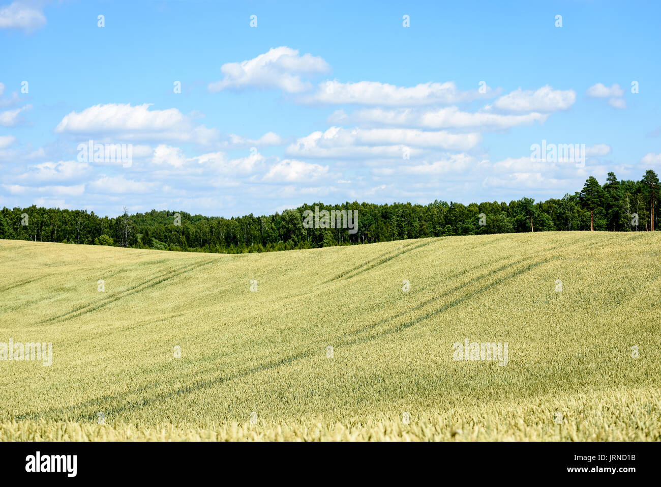 Summer Landscape with Wheat Field and Clouds in latvia Stock Photo - Alamy