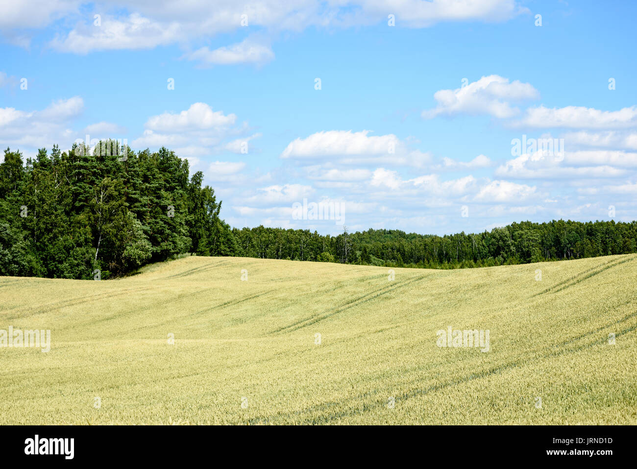 Summer Landscape with Wheat Field and Clouds in latvia Stock Photo - Alamy