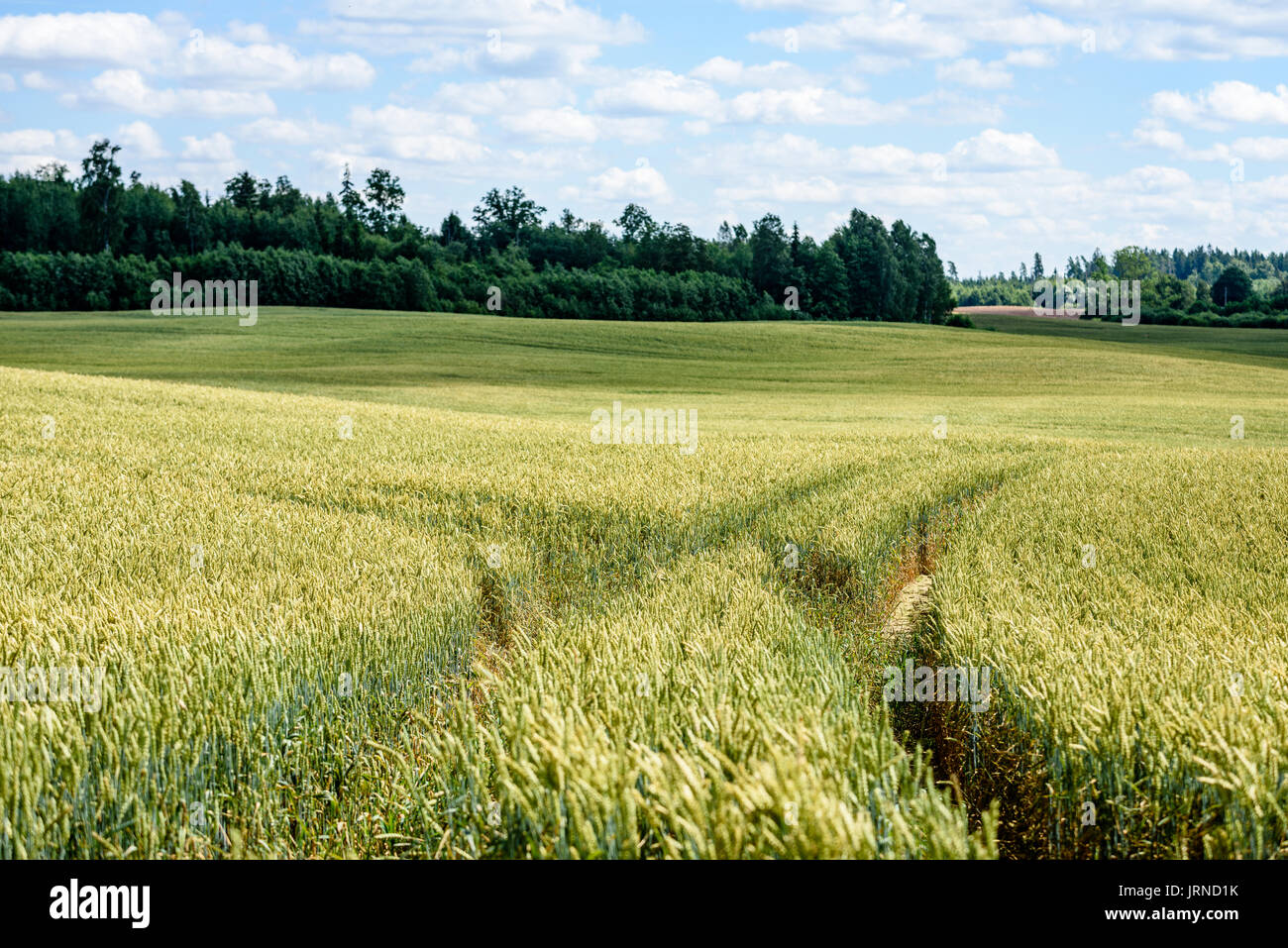 Summer Landscape with Wheat Field and Clouds in latvia Stock Photo - Alamy