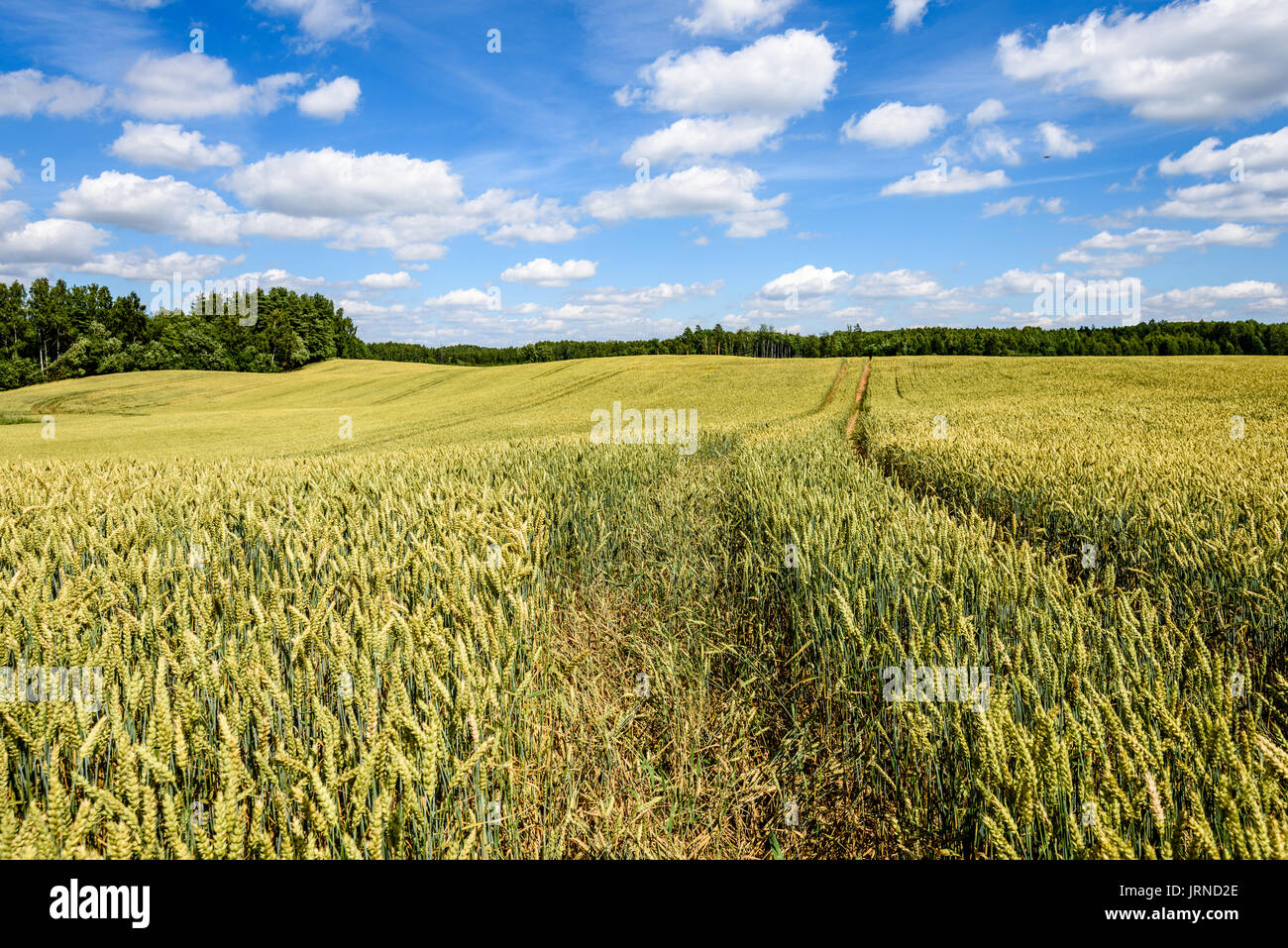 Summer Landscape with Wheat Field and Clouds in latvia Stock Photo - Alamy