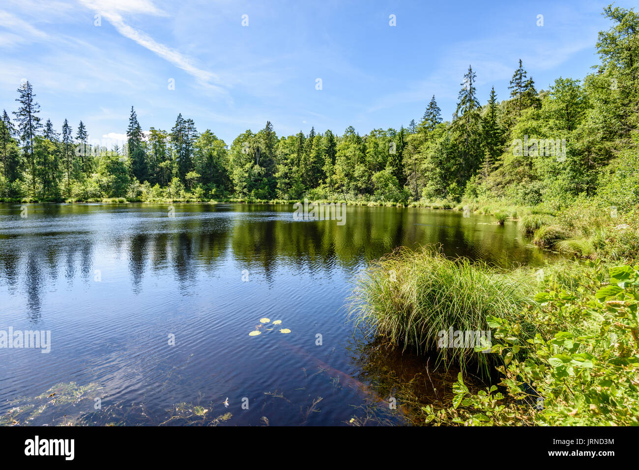 reflection of clouds in the lake with forest and trees in background ...
