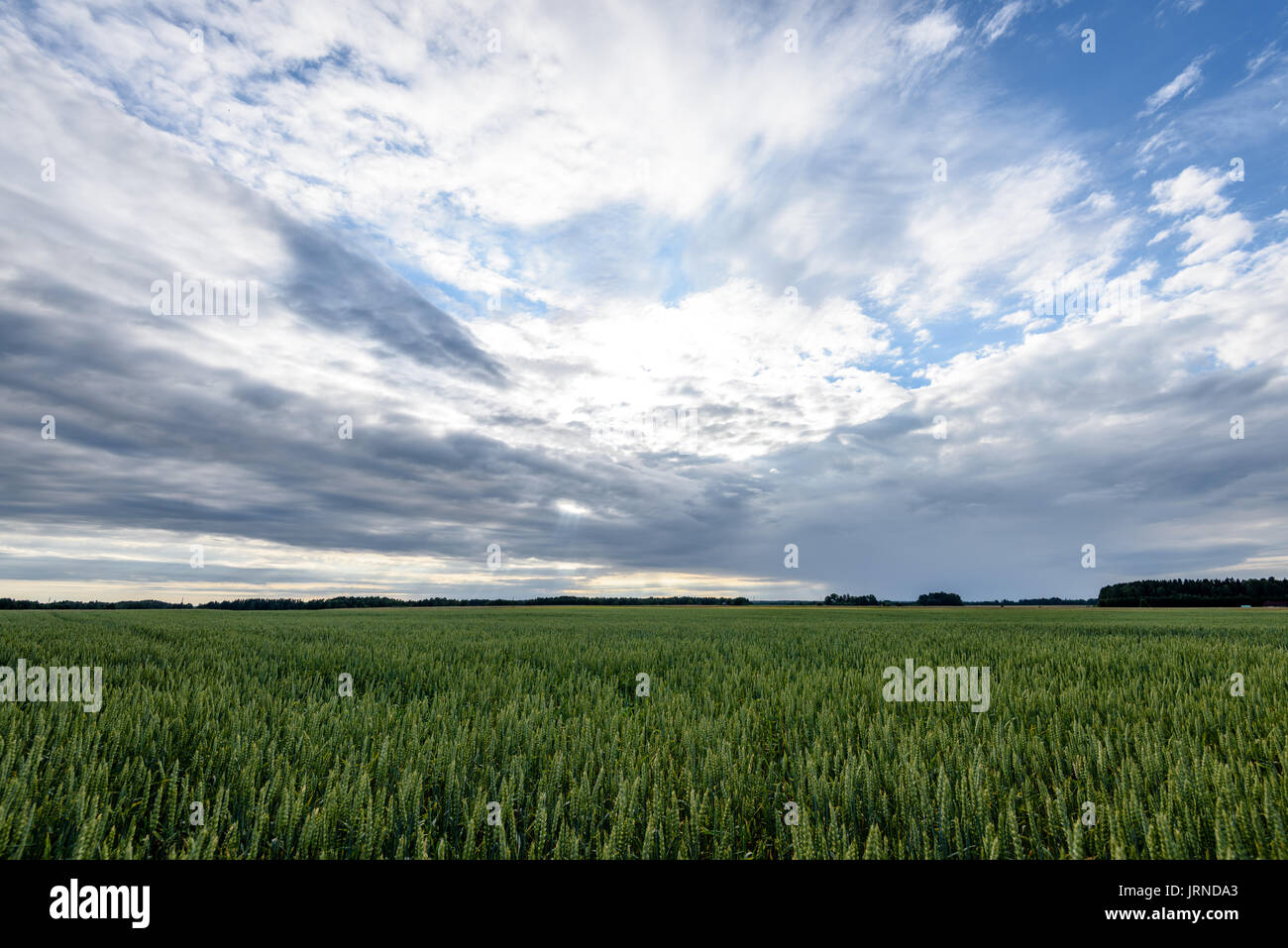 Summer Landscape with Wheat Field and Clouds in latvia Stock Photo - Alamy