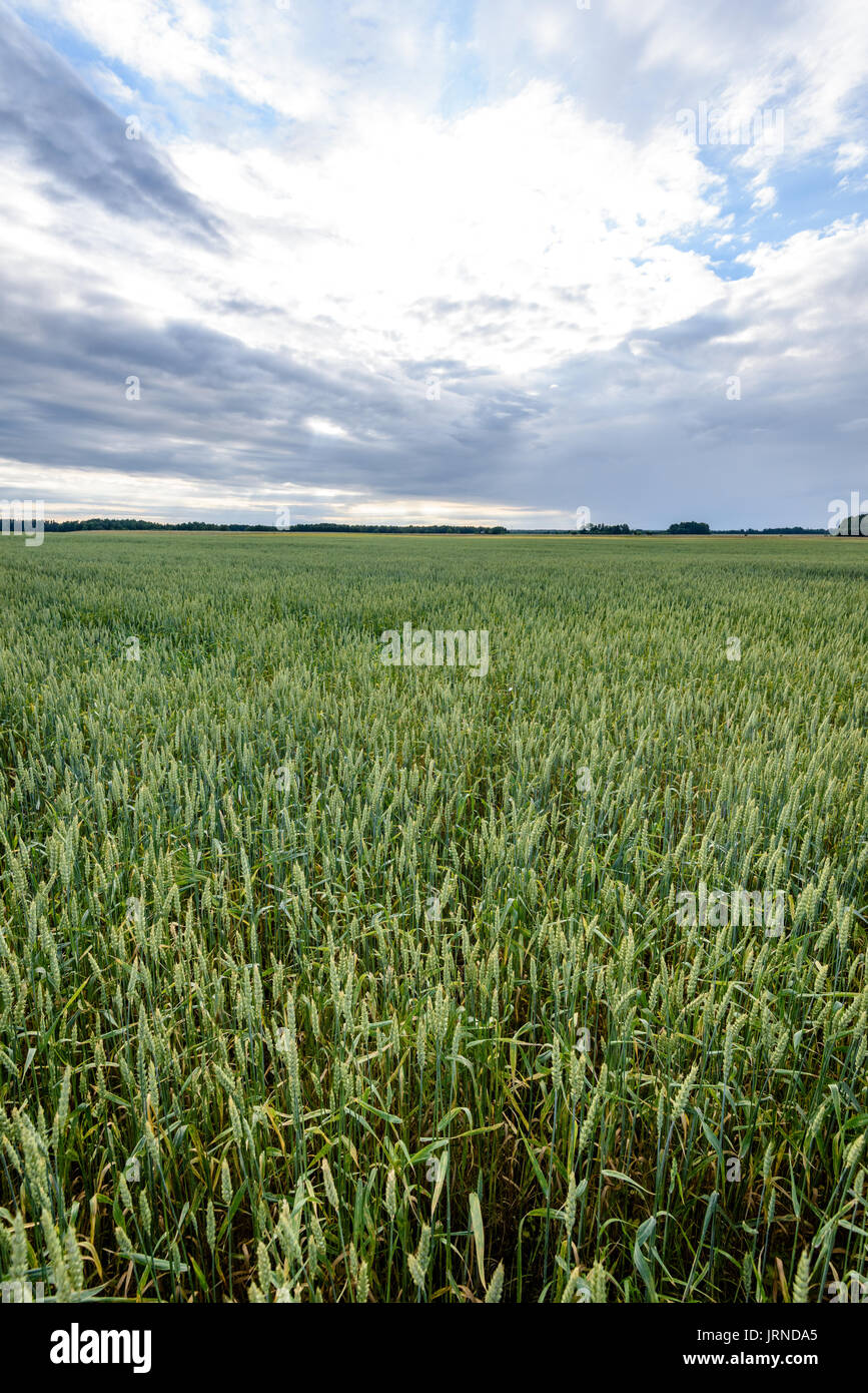 Summer Landscape with Wheat Field and Clouds in latvia Stock Photo - Alamy