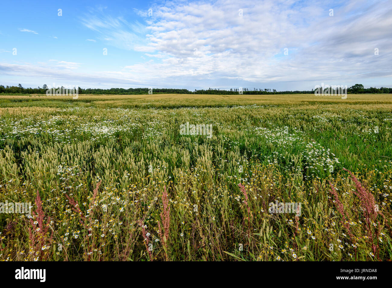 Summer Landscape with Wheat Field and Clouds in latvia Stock Photo - Alamy