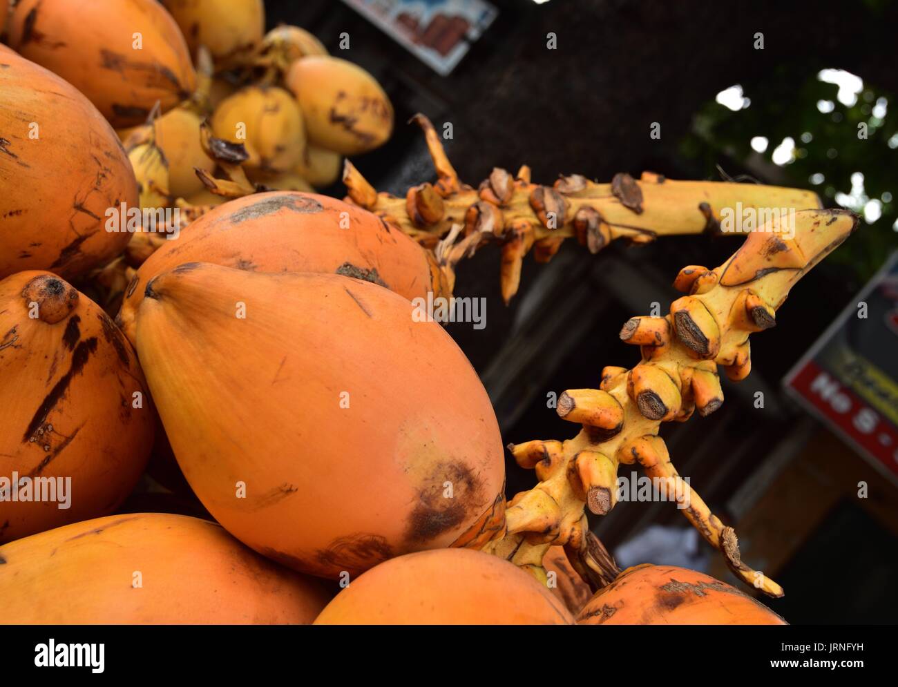 Cocnuts hires stock photography and images Alamy