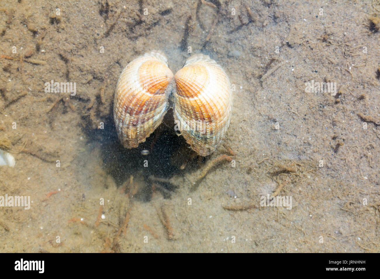 Common cockle, Cerastoderma edule, underwater in shallow water of mud flat at low tide on Waddensea, Netherlands Stock Photo