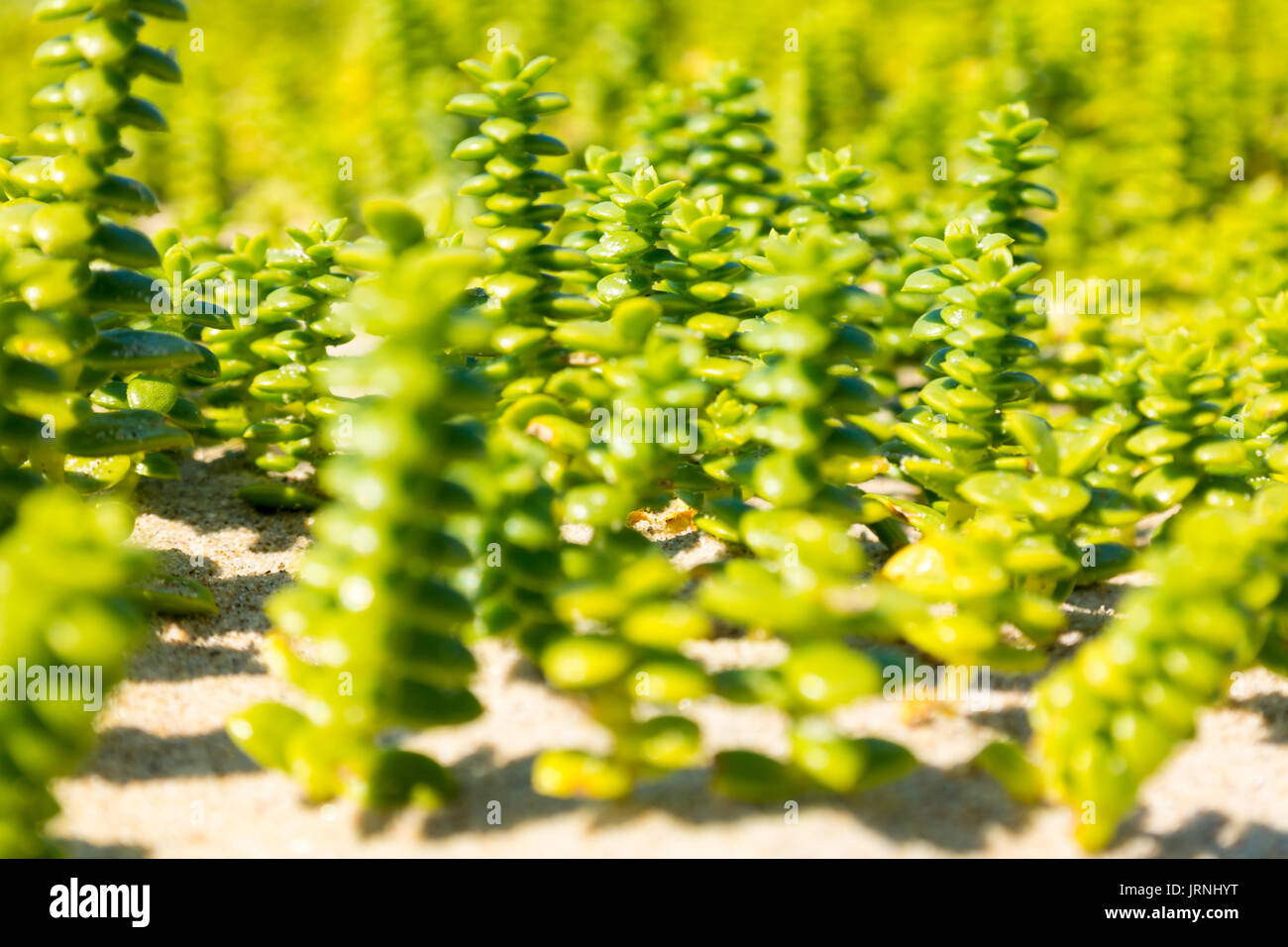 Close-up with shallow depth of field of sand seawort, Honckenya, growing on beach Stock Photo