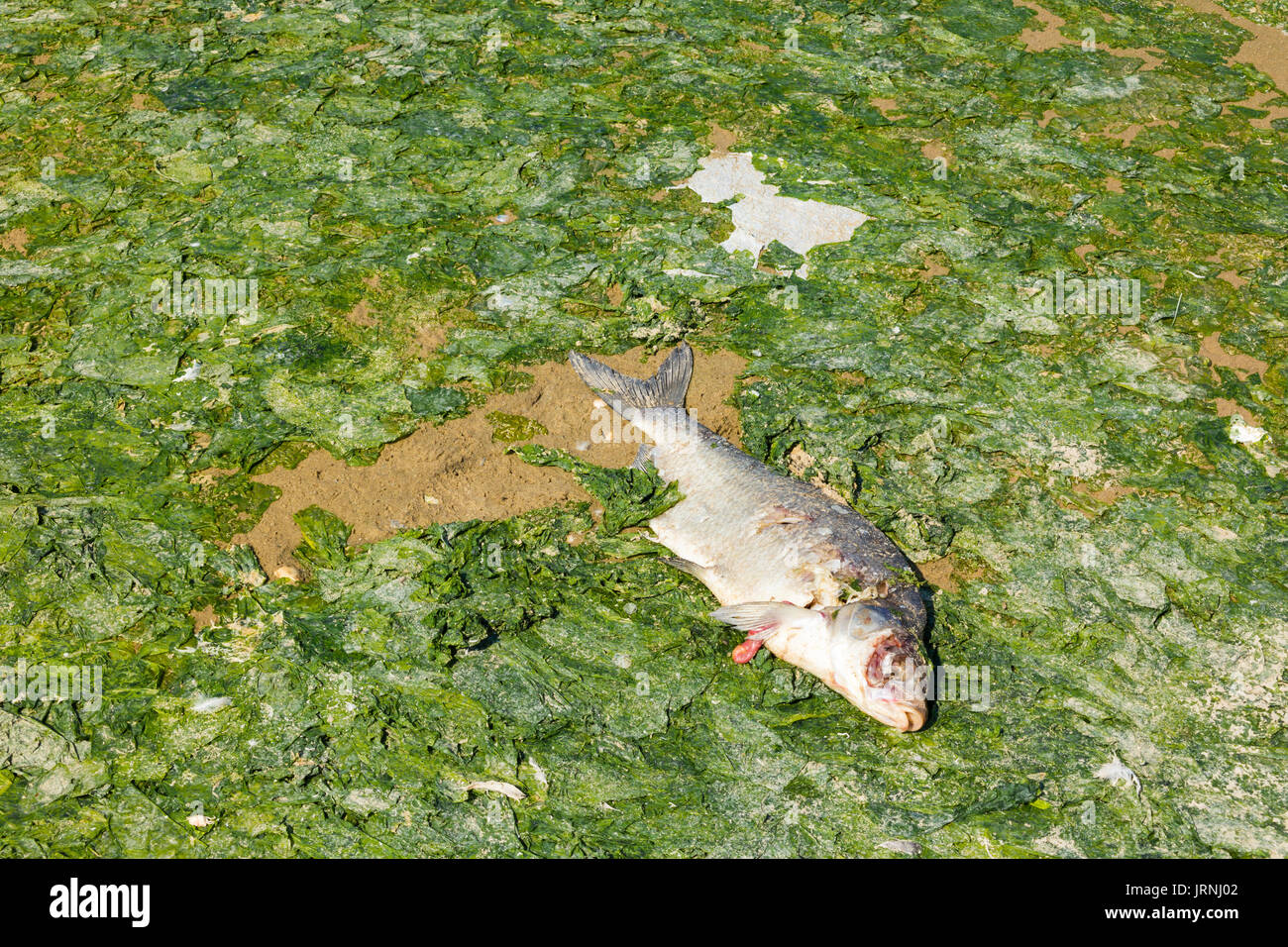 Dead fish on seaweed on beach at low tide, North Sea coast, Netherlands Stock Photo