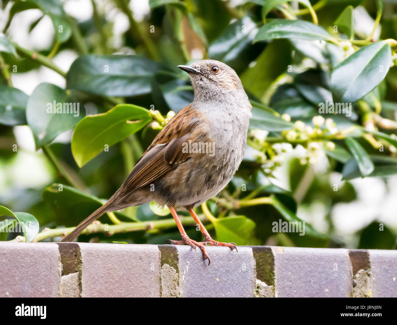 Portrait of adult dunnock or hedge accentor, Prunella modularis, perching on brick wall in garden Stock Photo