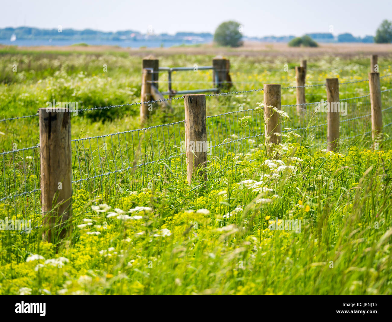 Fence of wooden posts, barbed wire and mesh surrounded by lush vegetation, grass and weed in nature reserve Quackgors, Netherlands Stock Photo
