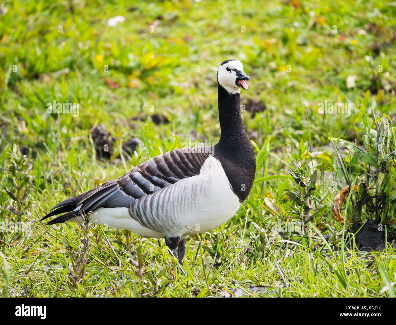 Portret of adult barnacle goose, Branta leucopsis standing in field with open mouth honking Stock Photo