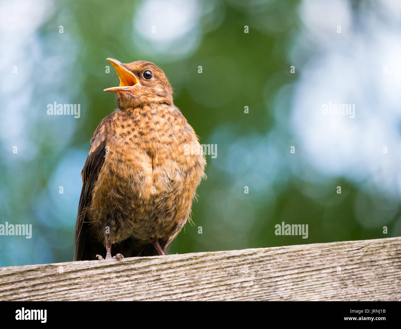 Portrait of juvenile common blackbird, Turdus merula, begging for food with open mouth standing on wooden beam in garden with bokeh background Stock Photo