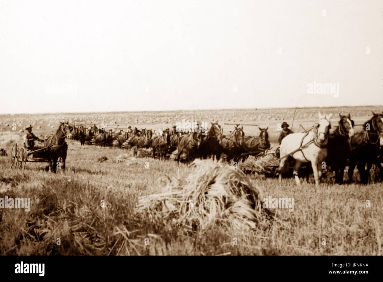 Farming (reaping) on the Canadian Prairies,  early 1900s Stock Photo