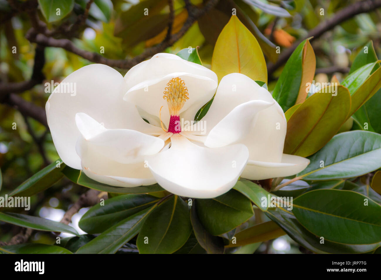 Magnolia. Flor del magnolio. Villaviciosa. Asturias. España. Conjunto  histórico artístico Stock Photo - Alamy