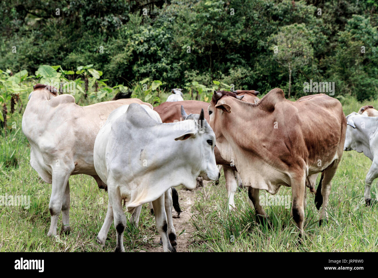 pack of cows eating grass in Mindo Ecuador Stock Photo