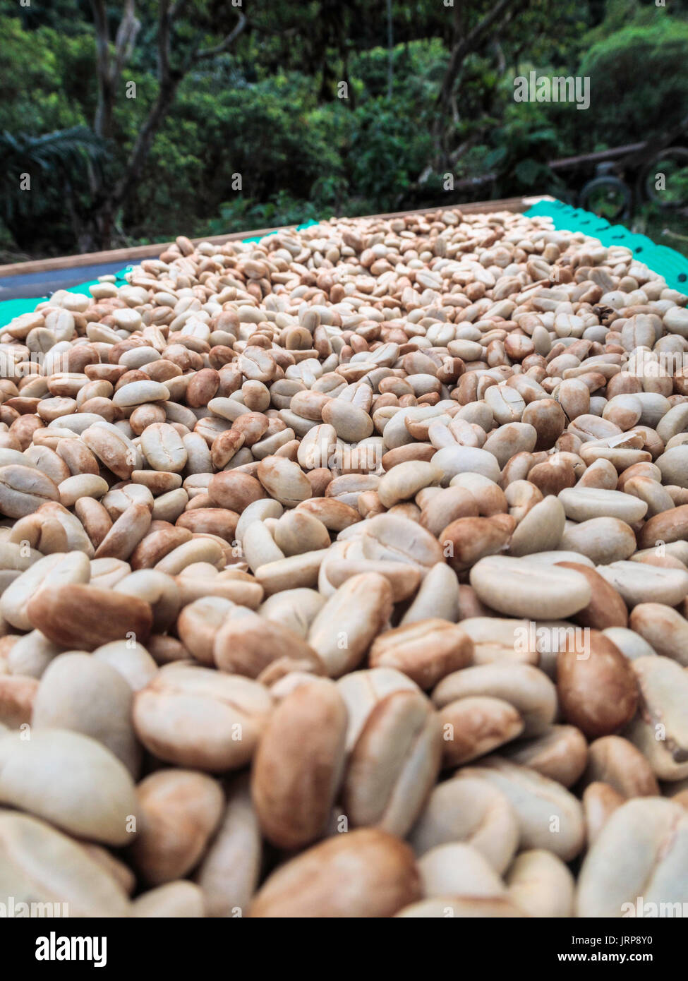 Coffee beans being dried in Mindo Ecuador Stock Photo Alamy
