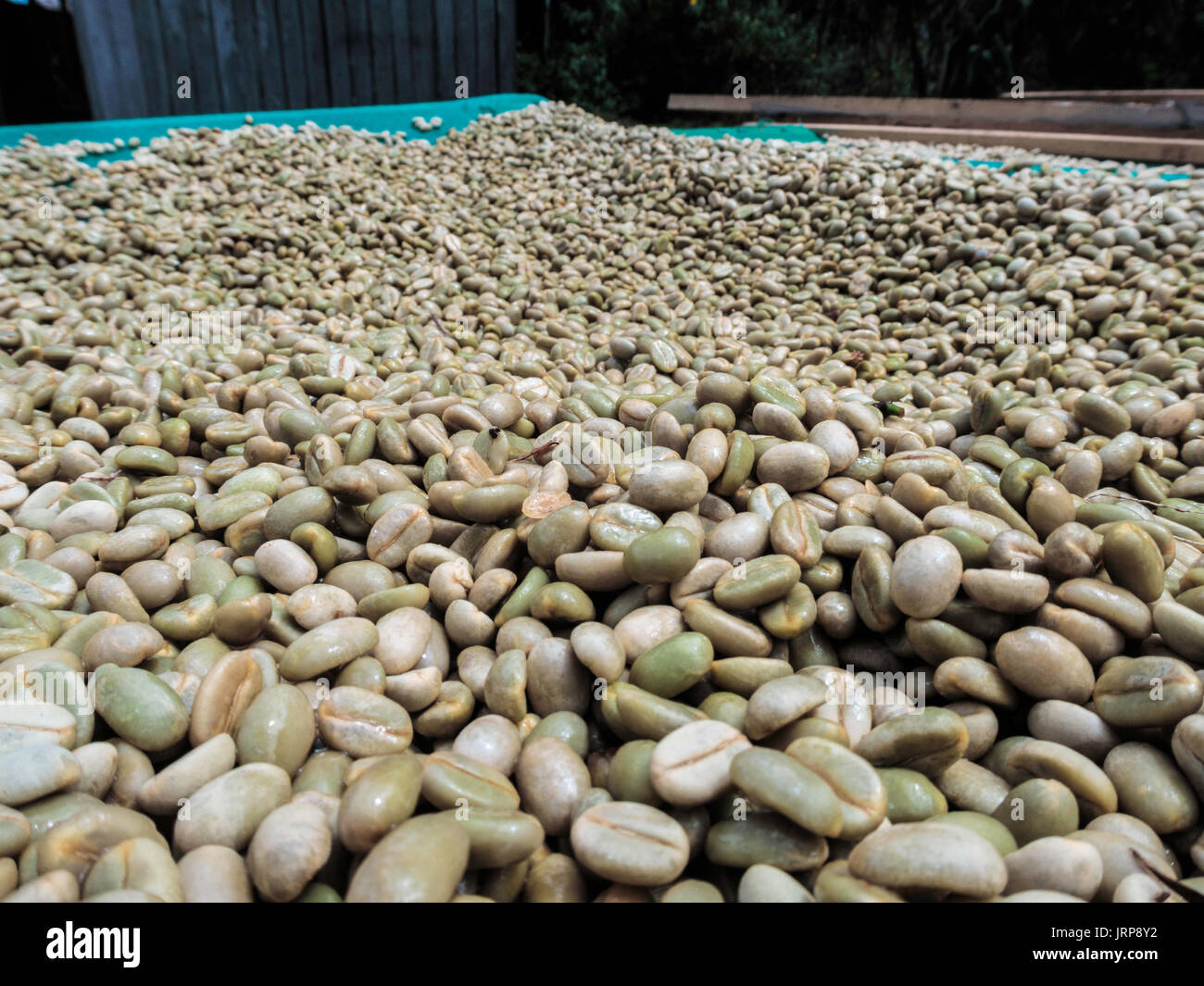 Coffee beans being dried in Mindo Ecuador Stock Photo Alamy