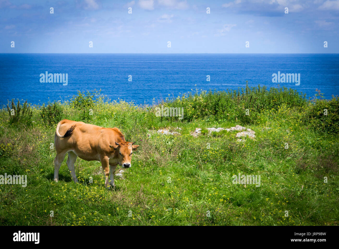 Ternero hi-res stock photography and images - Alamy