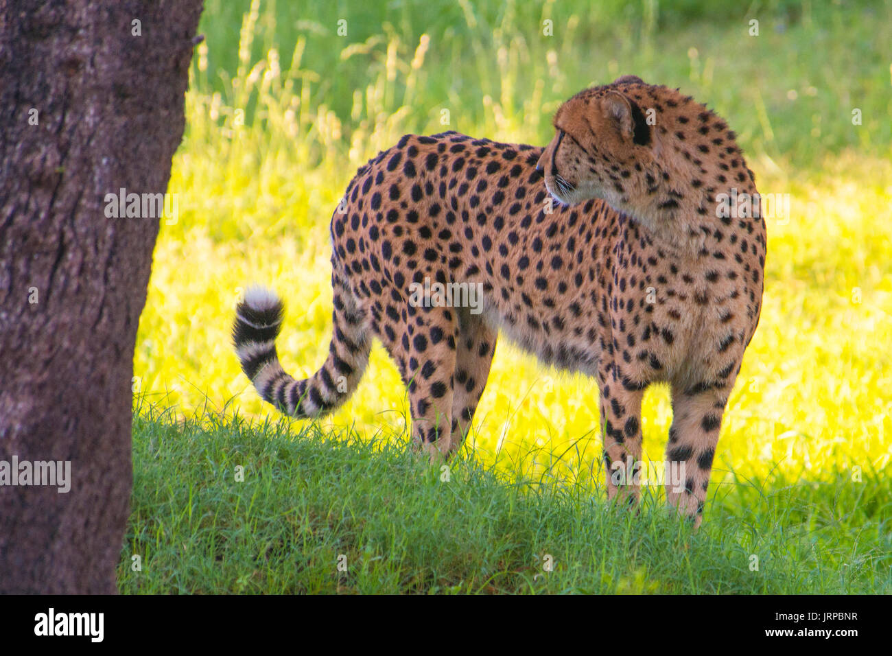 Cheetah ecology hires stock photography and images Alamy