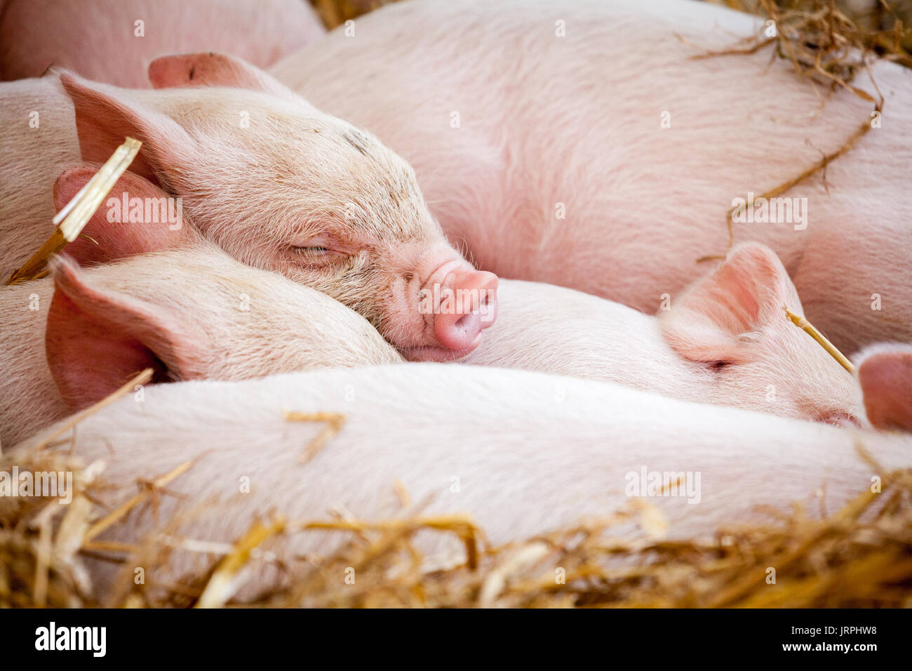 Piglet eyes hires stock photography and images Alamy