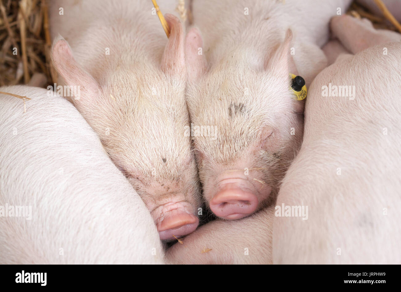 Piglets Stock Photo