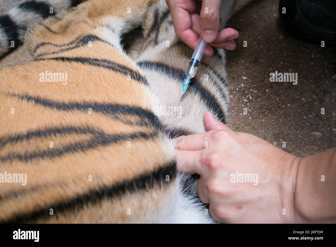 veterinarian and zookeeper getting blood drawn from the tiger Stock Photo