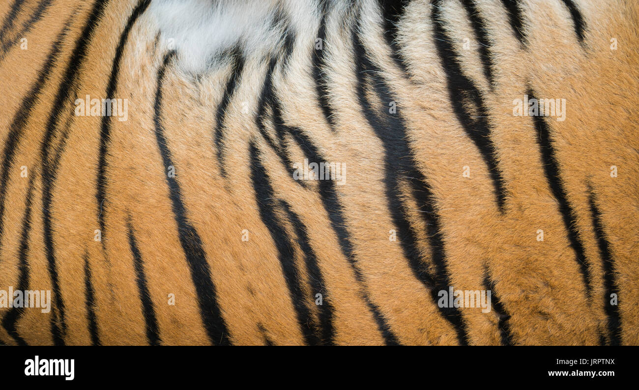 background textured of bengal tiger fur close up Stock Photo