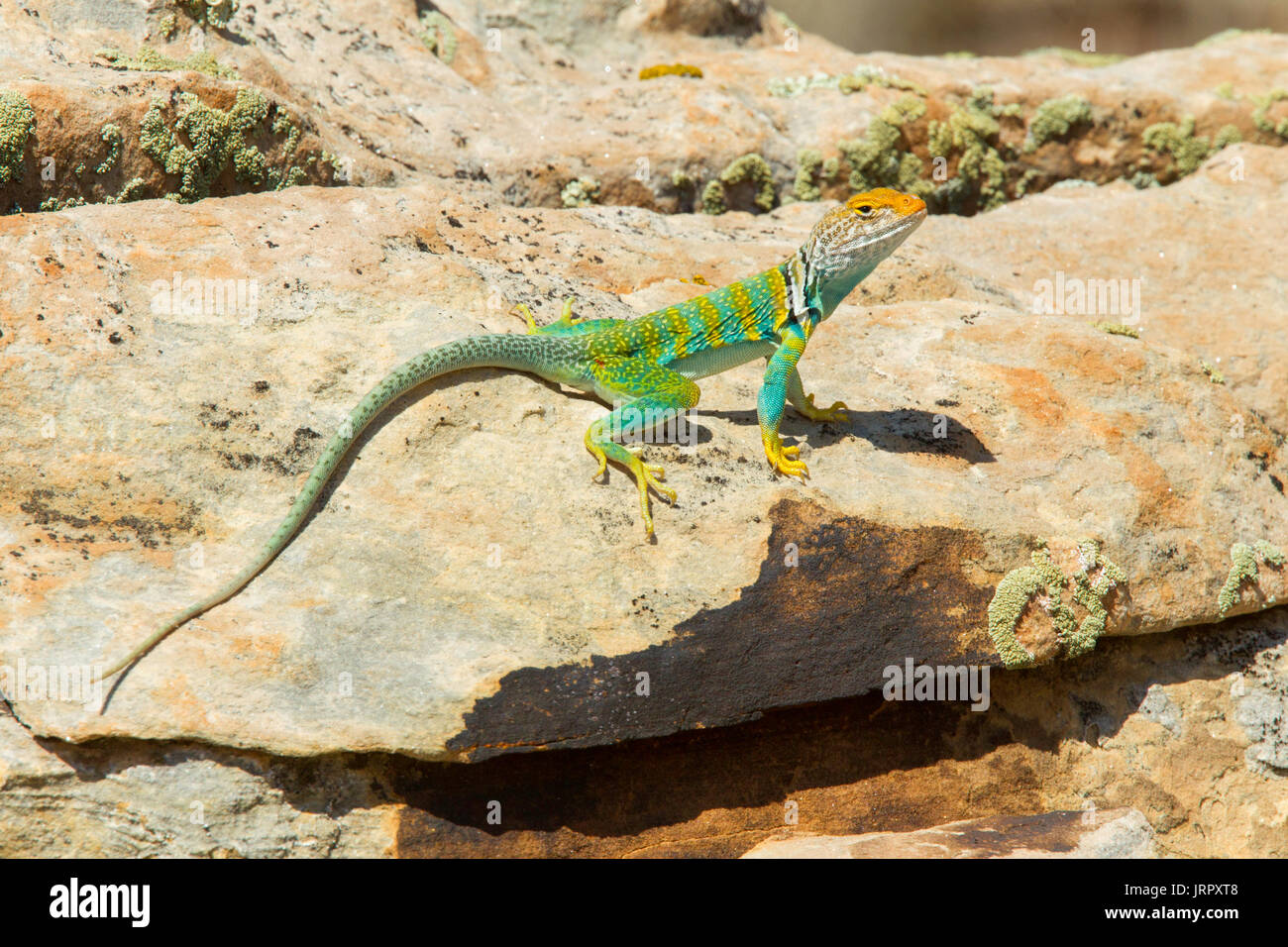 Eastern Collared Lizard Crotaphytus collaris Woodruff, Navajo County