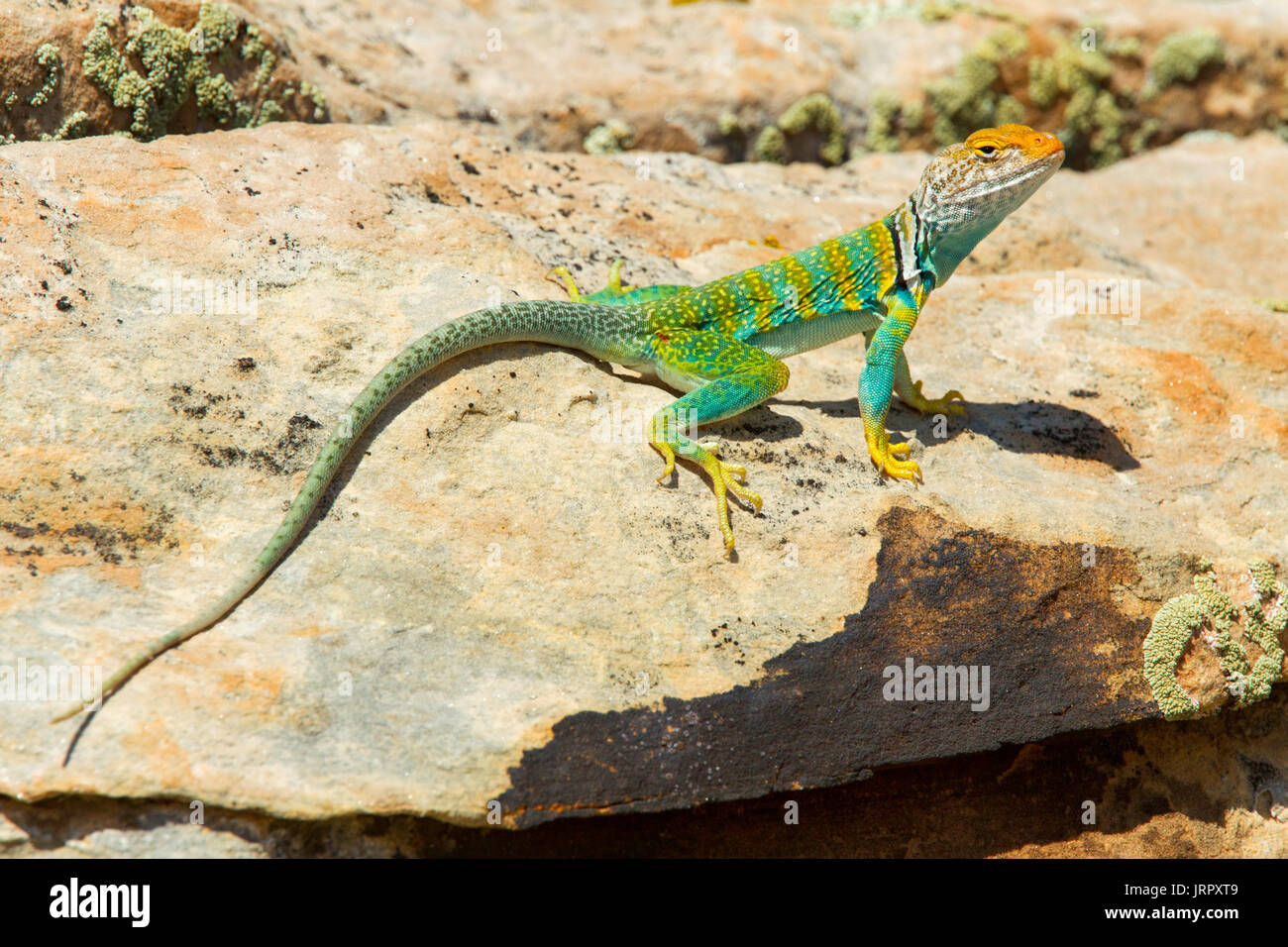 Eastern Collared Lizard Crotaphytus collaris Woodruff, Navajo County