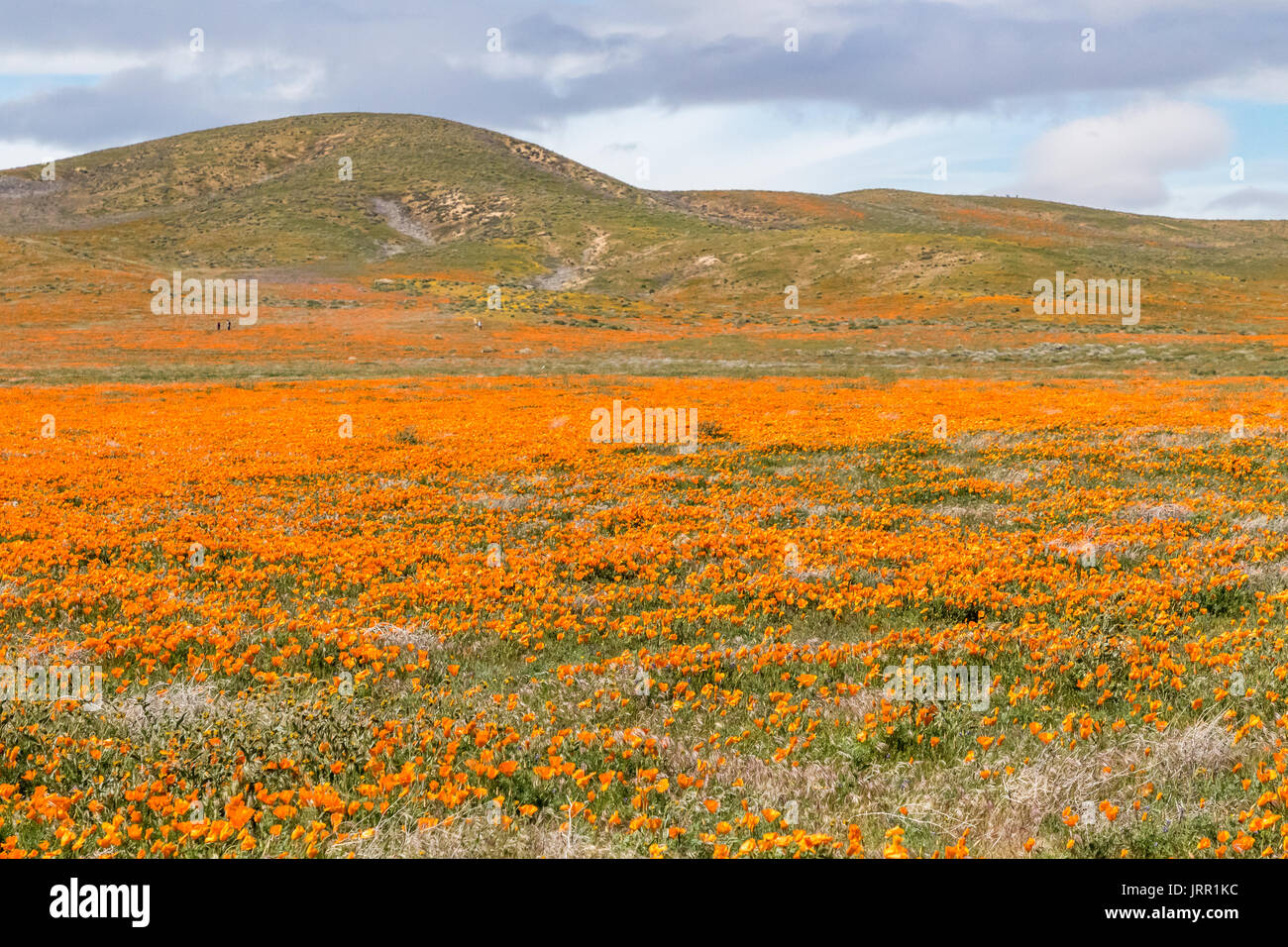 Antelope Valley California Poppy Preserve Wildflowers Stock Photo Alamy