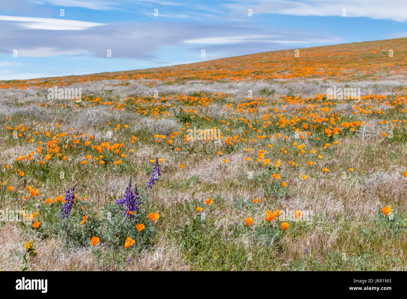 Antelope Valley California Poppy Preserve Wildflowers Stock Photo Alamy