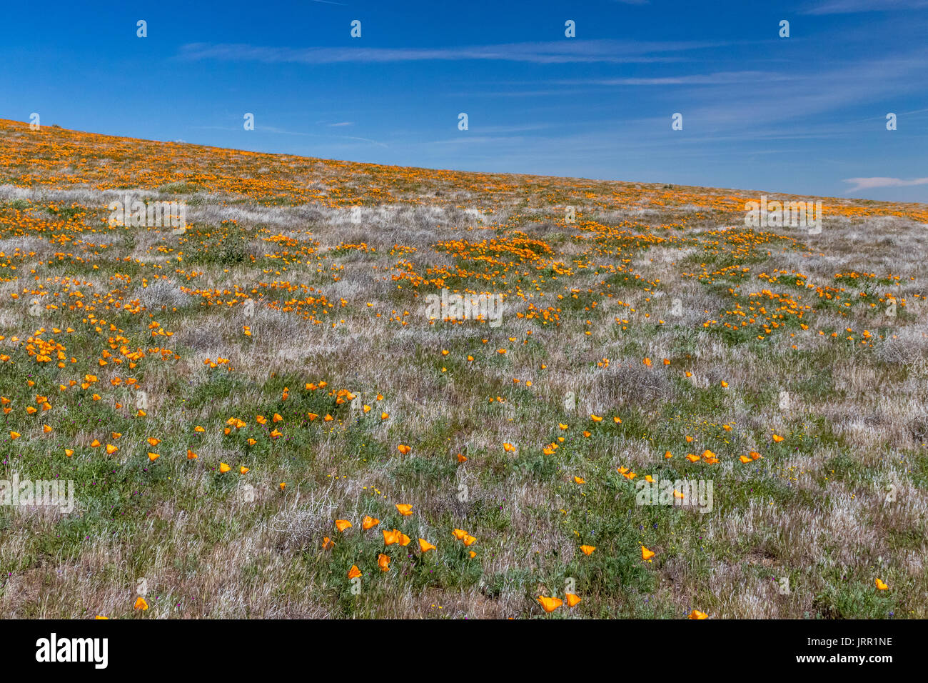 Antelope Valley California Poppy Preserve Wildflowers Stock Photo Alamy