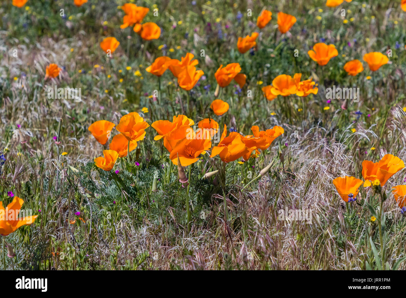 Antelope Valley California Poppy Preserve Wildflowers Stock Photo Alamy