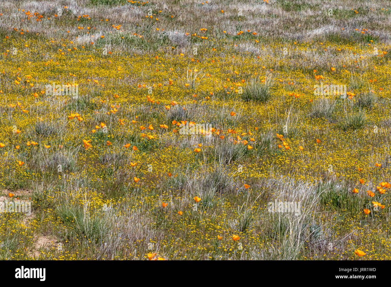 Antelope Valley California Poppy Preserve Wildflowers Stock Photo Alamy