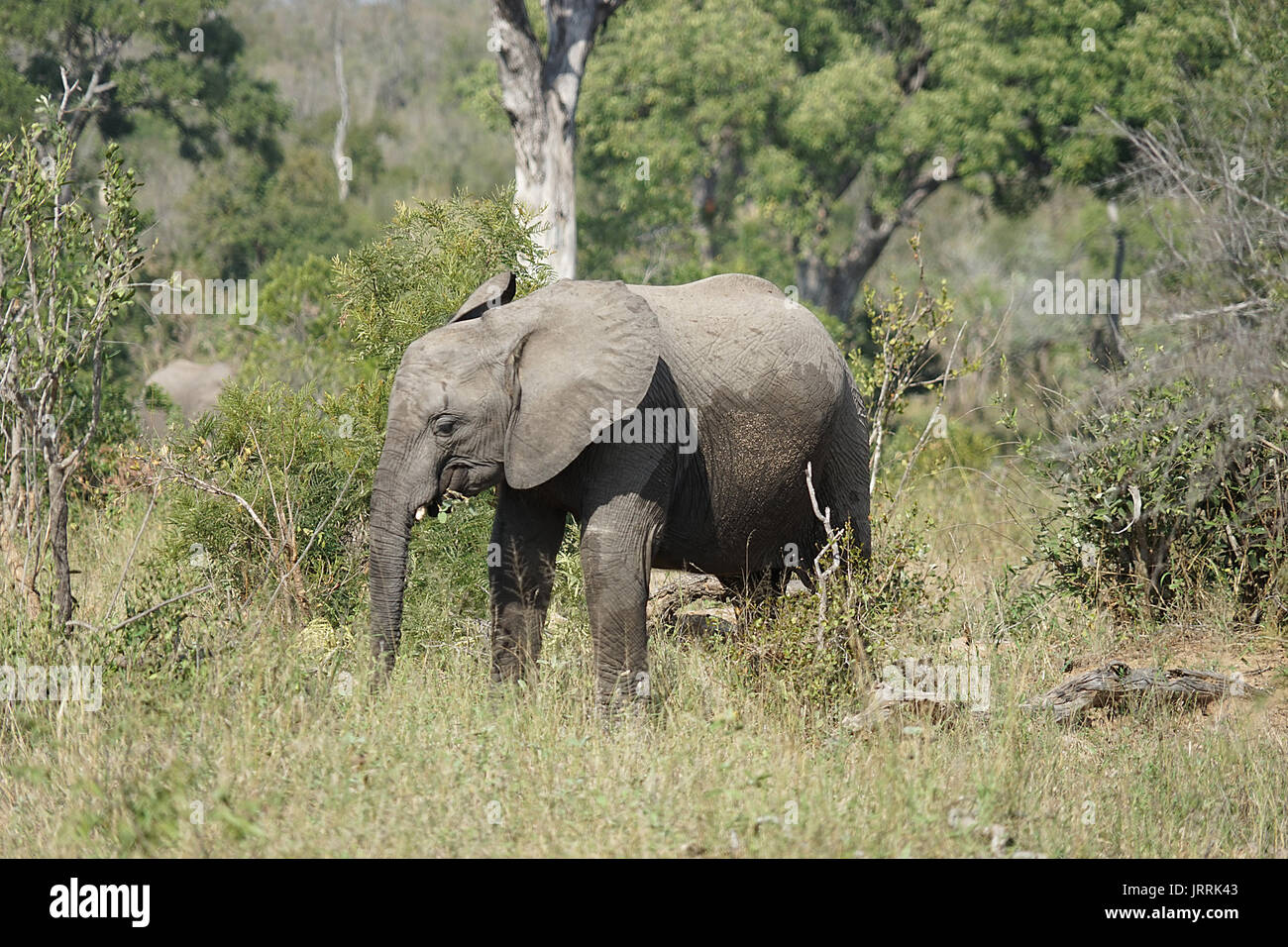 African Elephant Kruger National Park Stock Photo