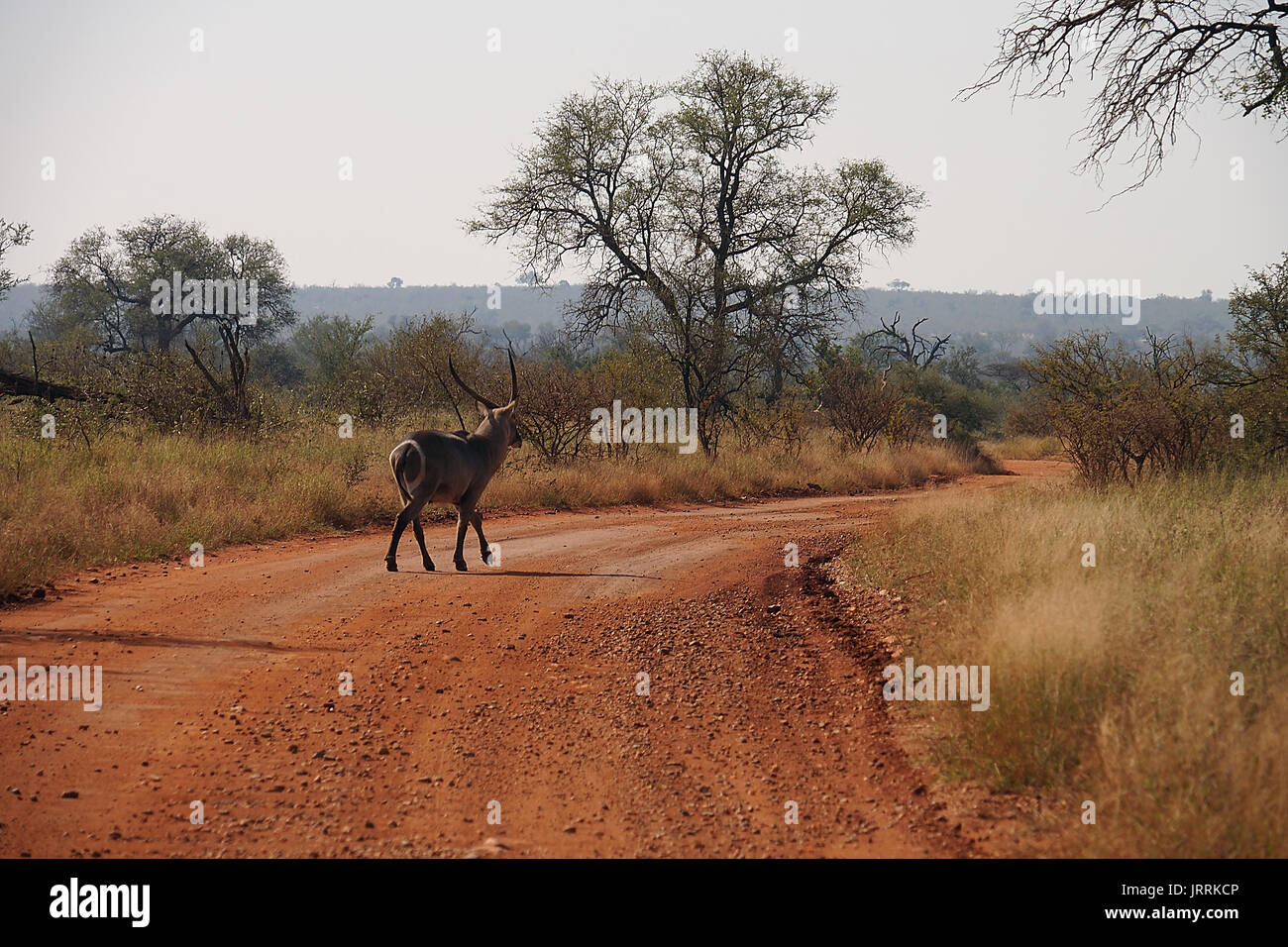 Antelope Kruger National Park Stock Photo