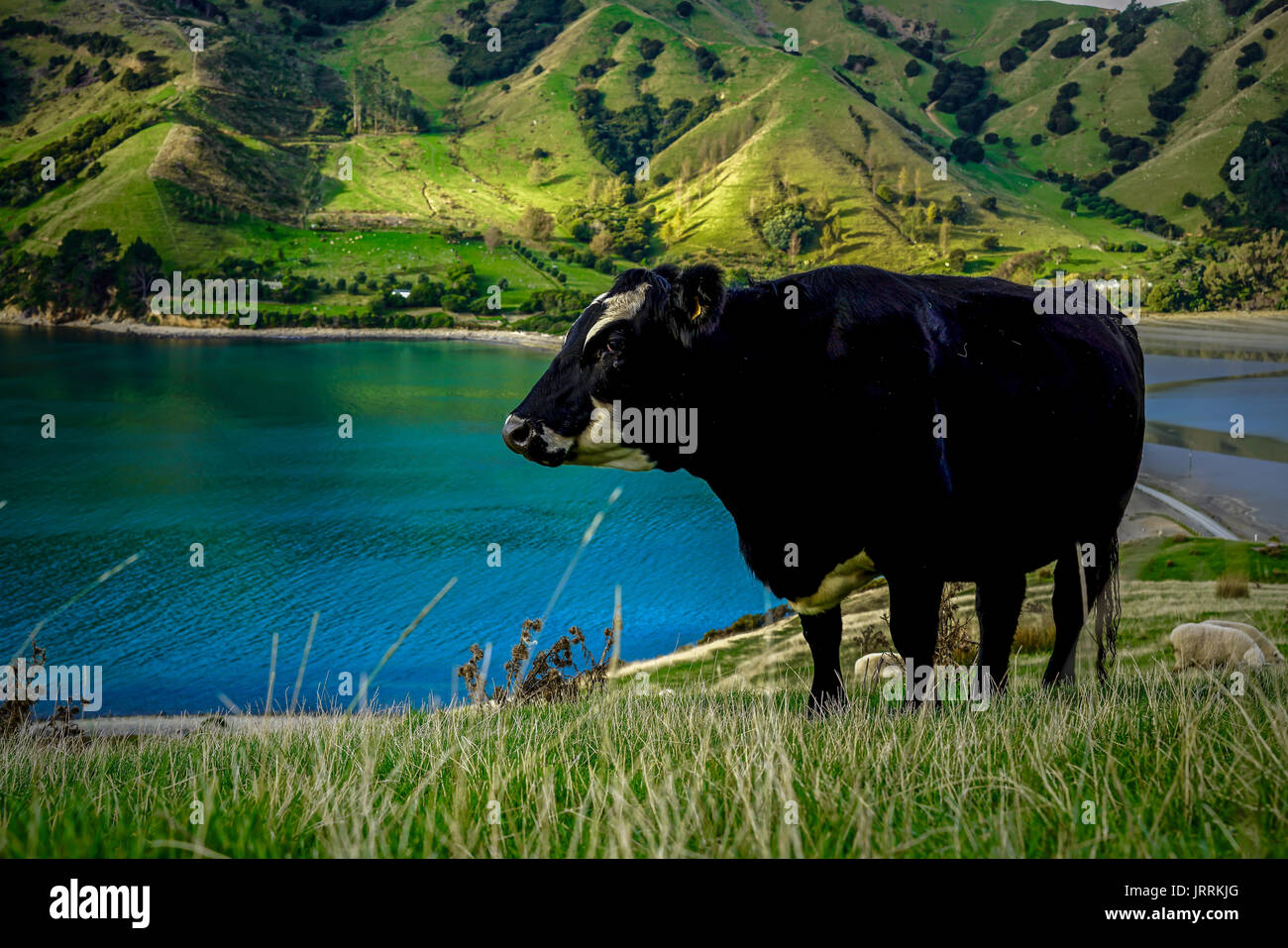 An Evening Adventure At Cable Bay, Nelson - New Zealand Stock Photo