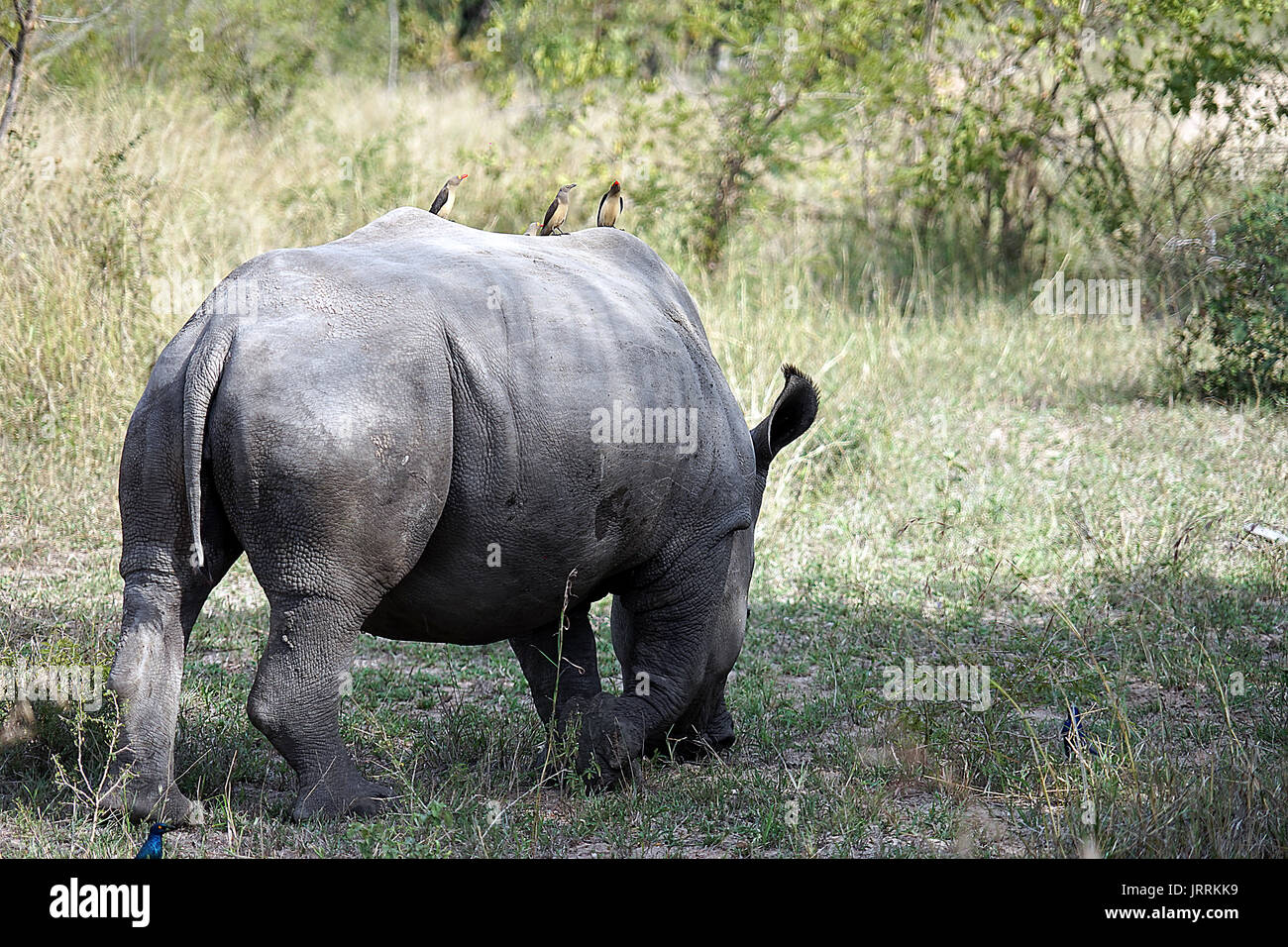 white Rhino in the Krueger National Park Stock Photo