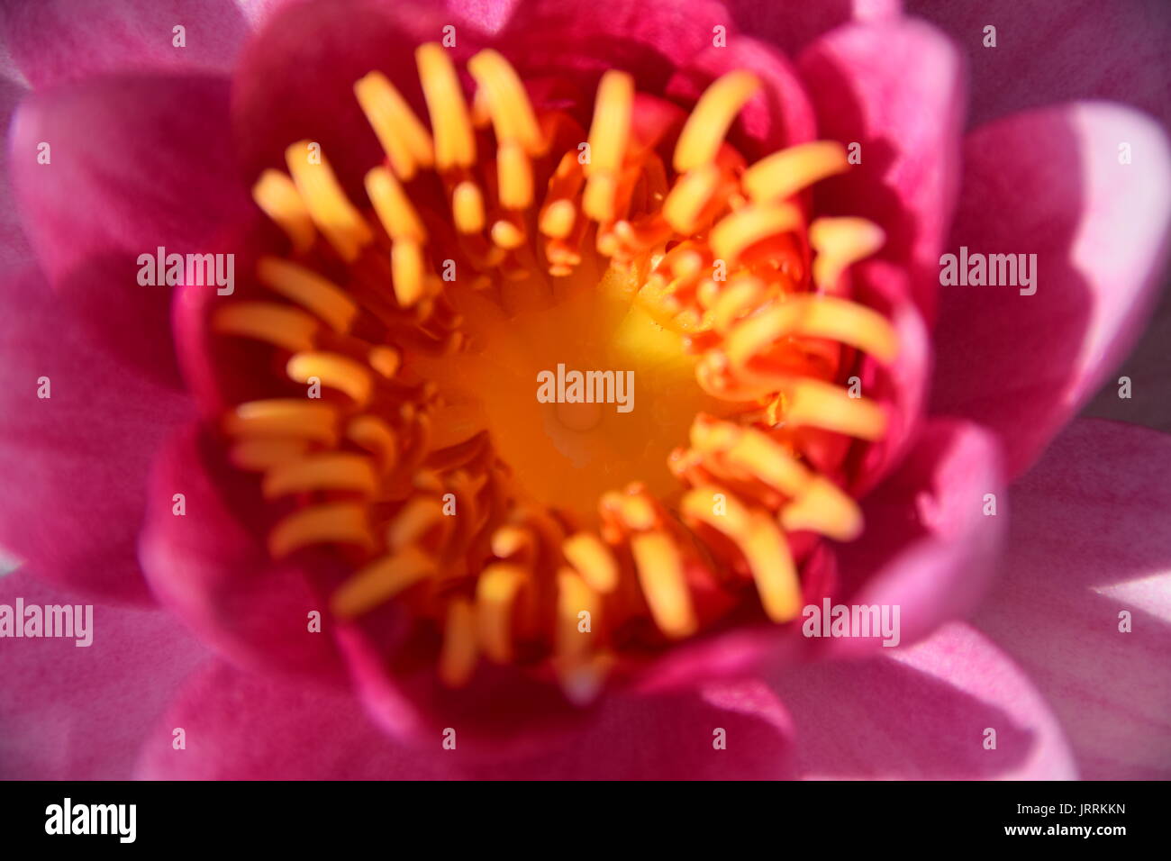Nymphaea Pink, Pink water lily, pink lotus Stock Photo