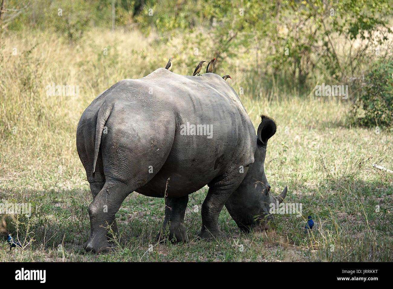 white Rhino in the Krueger National Park Stock Photo