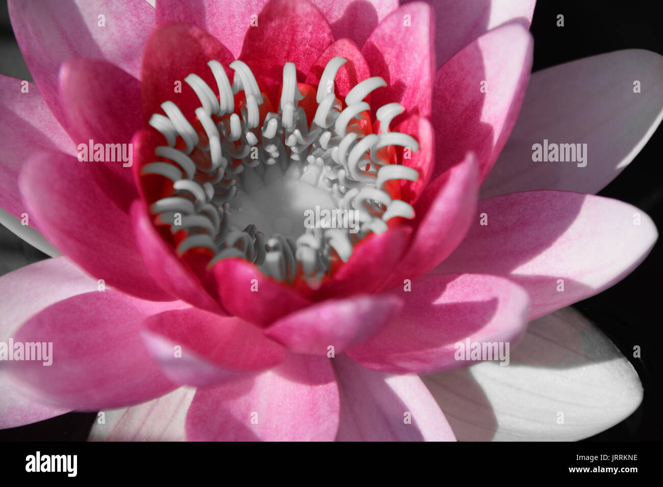 Nymphaea Pink, Pink water lily, pink lotus Stock Photo