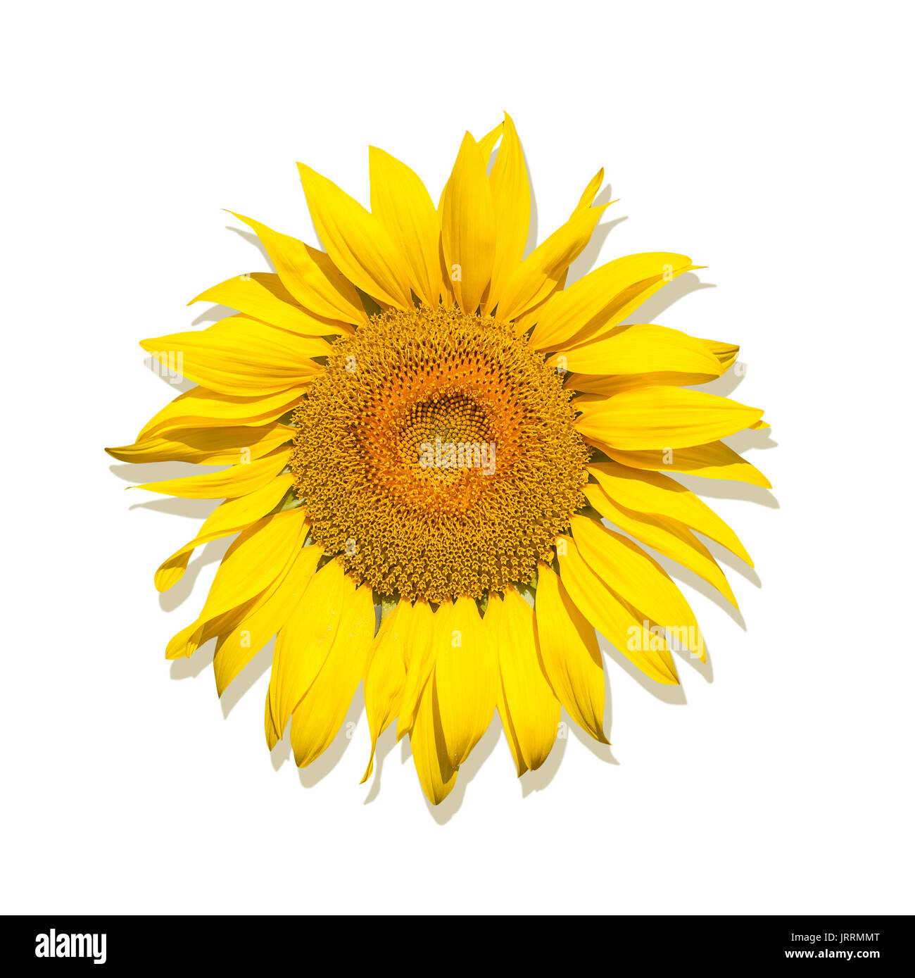 One Brightly yellow sunflower on a white isolated background, unripened sunflower with yellow